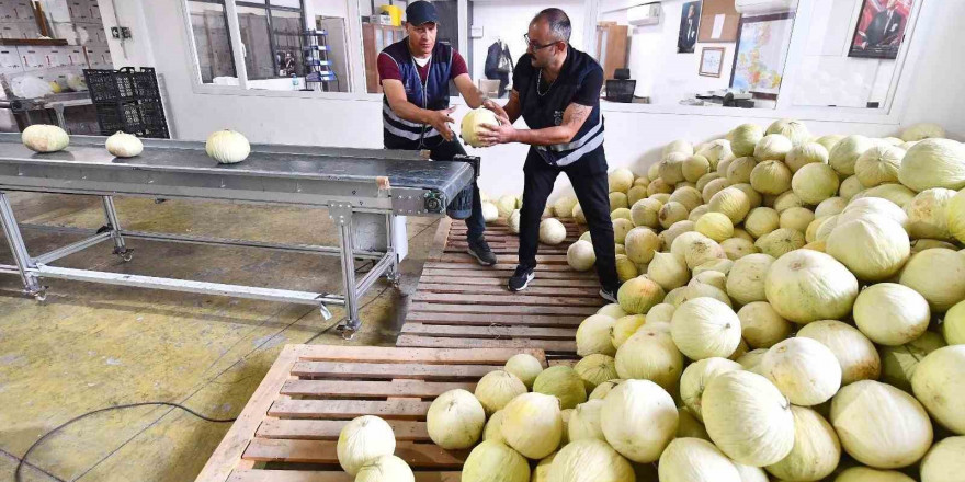 Tarlada kalan 300 ton kavun vatandaşa dağıtıldı