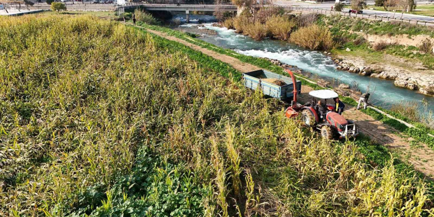 Tarsus Belediyesi üreticilere 50 ton silajlık mısır dağıtacak