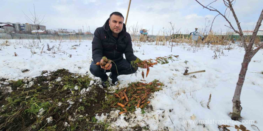 Tatvan’da kar altındaki havuçların hasadı yapıldı