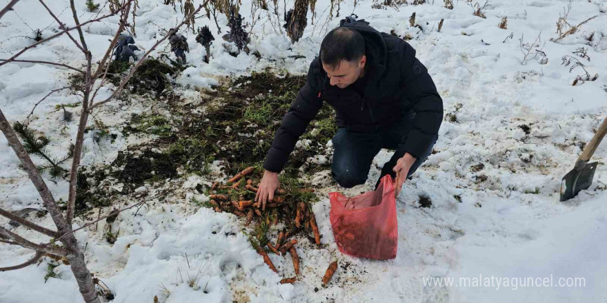 Tatvan’da kar altındaki havuçların hasadı yapıldı