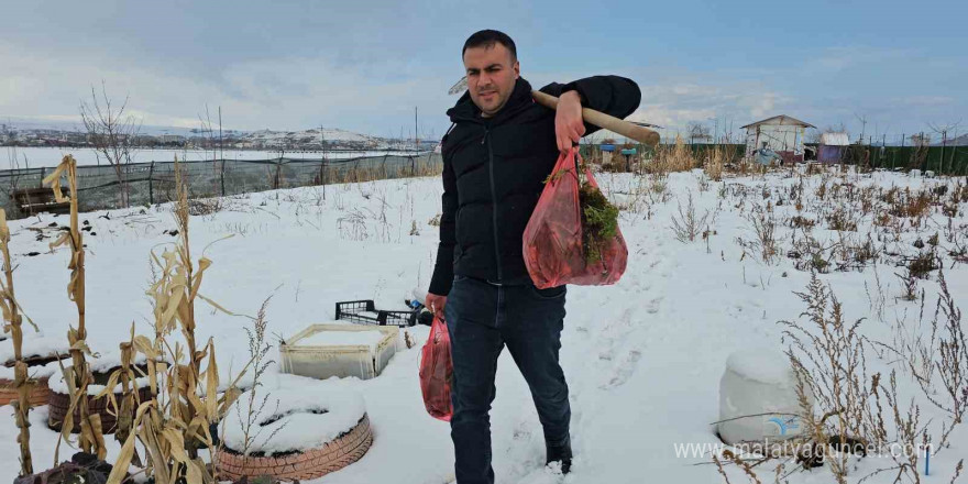 Tatvan’da kar altındaki havuçların hasadı yapıldı