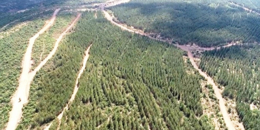 Tavşanlı’da ağaçlandırma sahalarındaki yollarda bakım çalışması