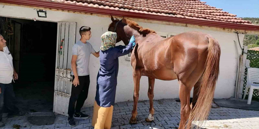 Tavşanlı’da atlarda sağlık taraması ve çip uygulaması