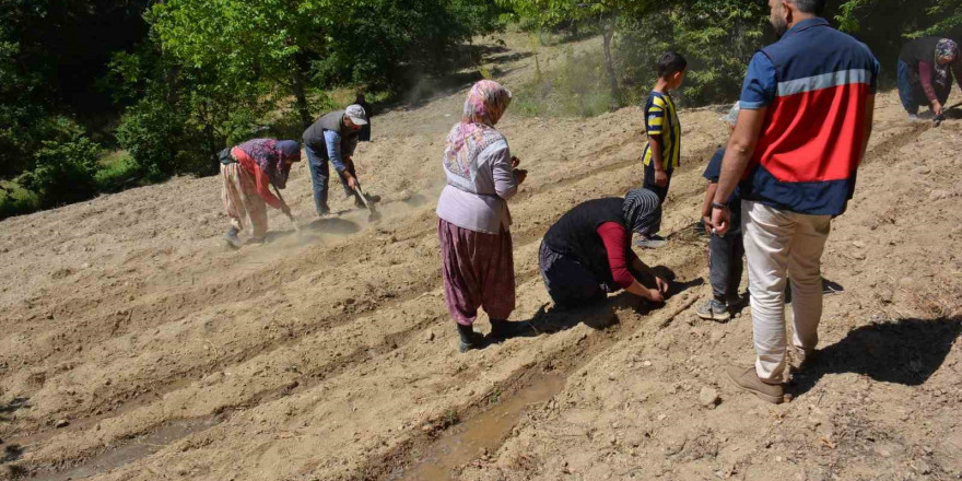 Tavşanlı’da ’Ölmez otu’ fide teslimi ve dikim işleri yapıldı