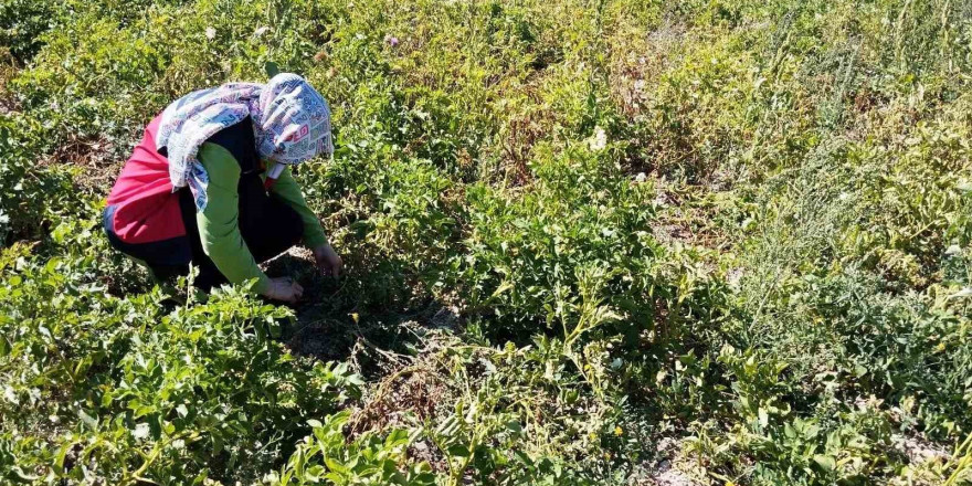 Tavşanlı’da patates üretimi yapılan alanlarda hastalık ve zararlı surveyleri yapıldı