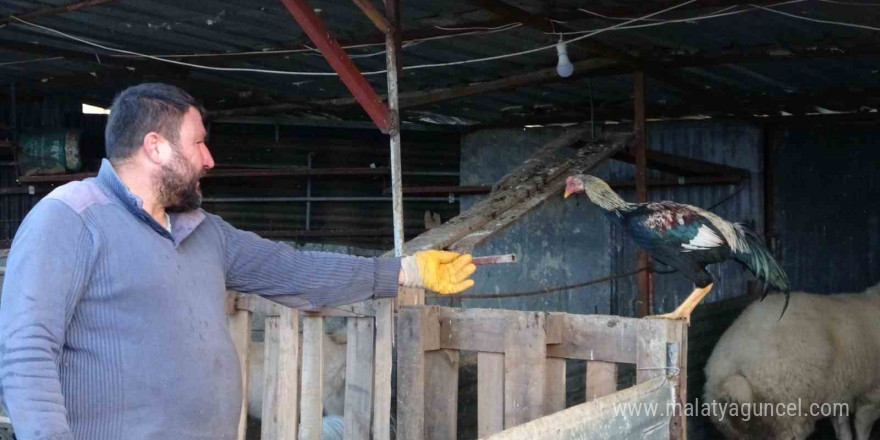 Tavuğunu tilki kapan Zavadanak Bekir’den tilkiye gülümseten sitem