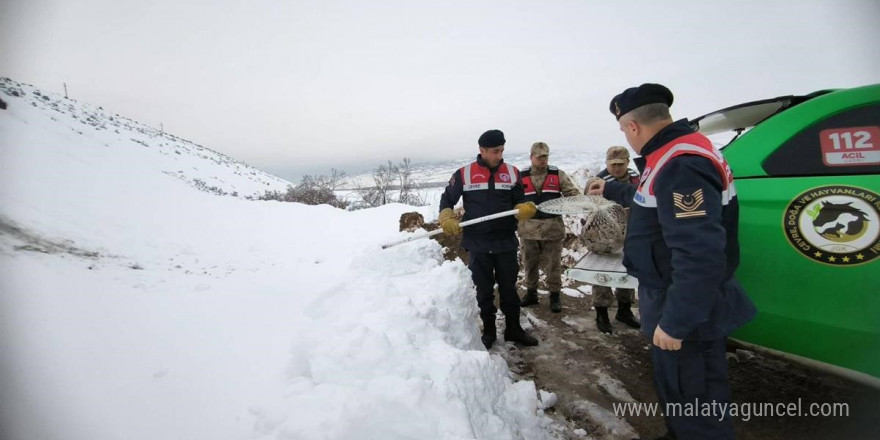 Tavuklara saldıran Vaşağa Erzincan jandarmasından şefkat