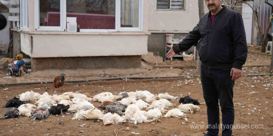 Tavukları için bağ evine geldi, gördüğü manzara karşısında şoke oldu: Sokak köpeği dehşeti kamerada