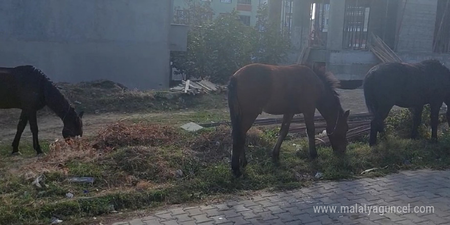 Tekirdağ sokaklarında bu kez başıboş atlar gezintide