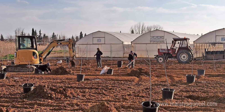 Tekirdağ’da 500 meyve fidanı toprakla buluşuyor