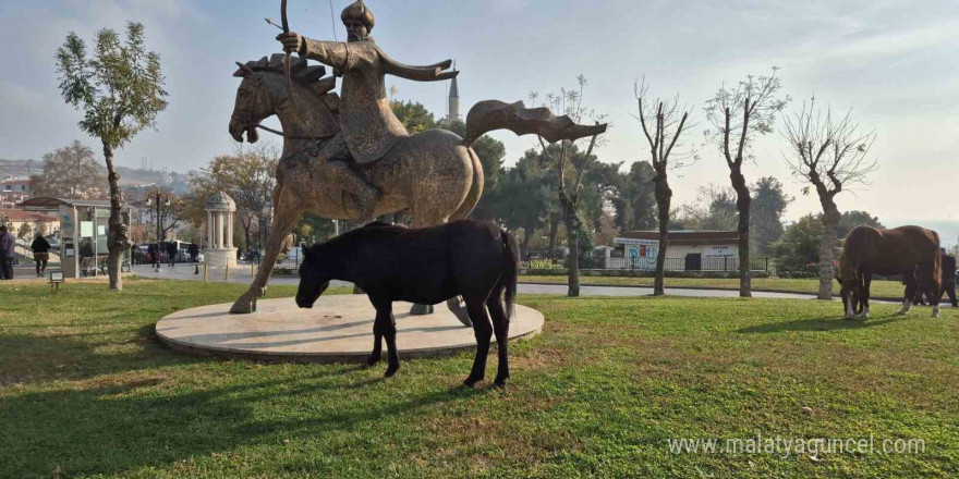 Tekirdağ’da atlı heykeli mesken tutan başıboş atlar ilgi odağı oldu