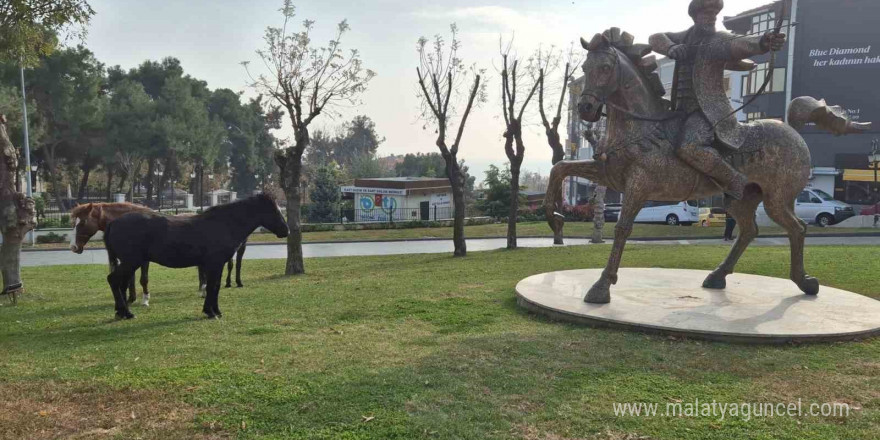 Tekirdağ’da atlı heykeli mesken tutan başıboş atlar ilgi odağı oldu