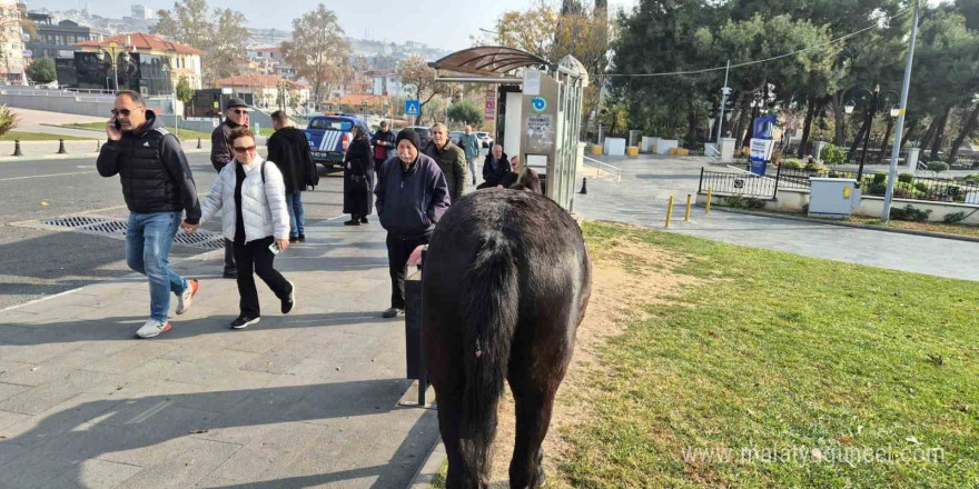 Tekirdağ’da atlı heykeli mesken tutan başıboş atlar ilgi odağı oldu