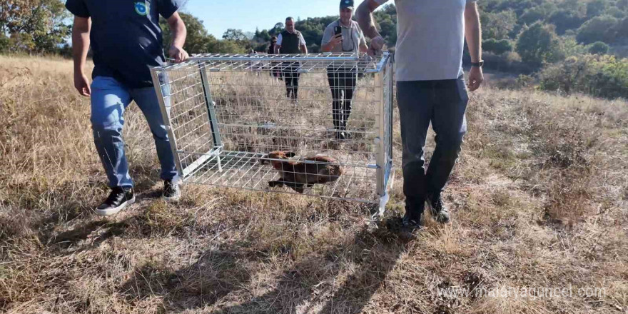 Tekirdağ’da yaralı tilki tedavi edilip doğaya bırakıldı