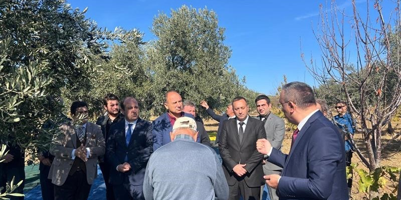 Tekirdağ’da zeytin hasadı etkinliği