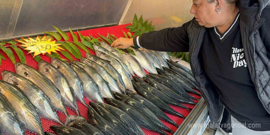 Tekneler denize seyrek çıktı, palamut azaldı