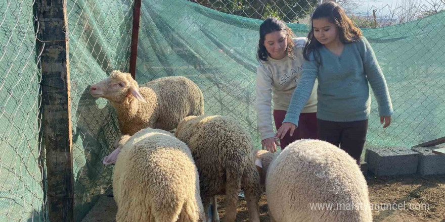 Telef olan koyunları için gözyaşı döken Melek’in yüzünü Başkan İba güldürdü