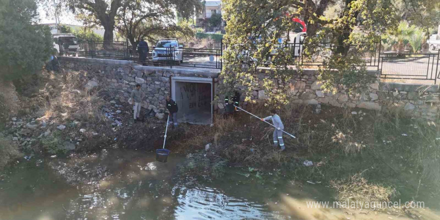 Tescilli Ağaç Topluluğu bölgesi temizlendi