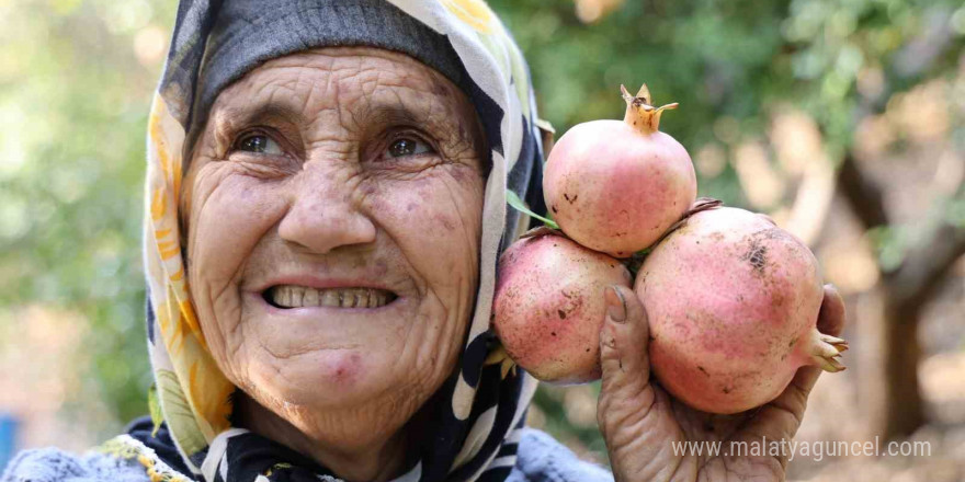 Tescilli Kuytucak narı bahçede 20 lira