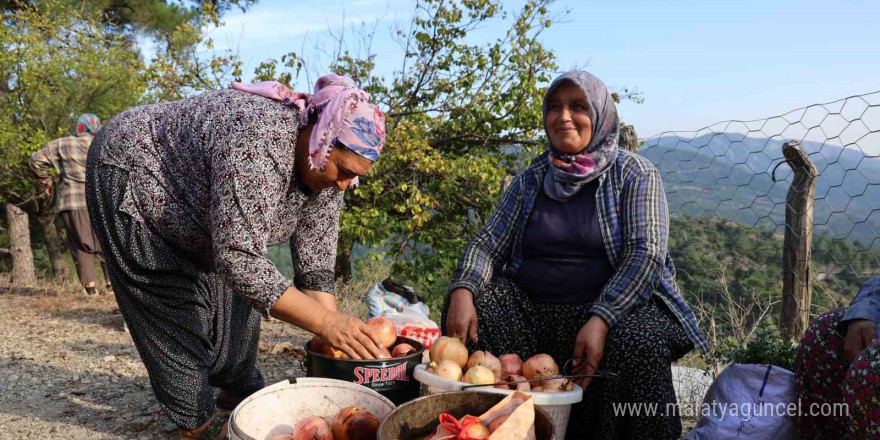 Tescilli Kuytucak narı bahçede 20 lira