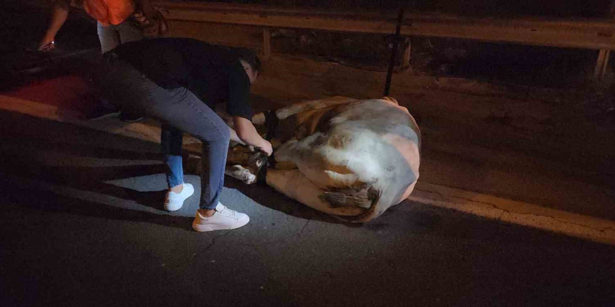 Tırdan kaçarak otoyolda trafiği durduran angus, iğneyle vurularak yakalandı