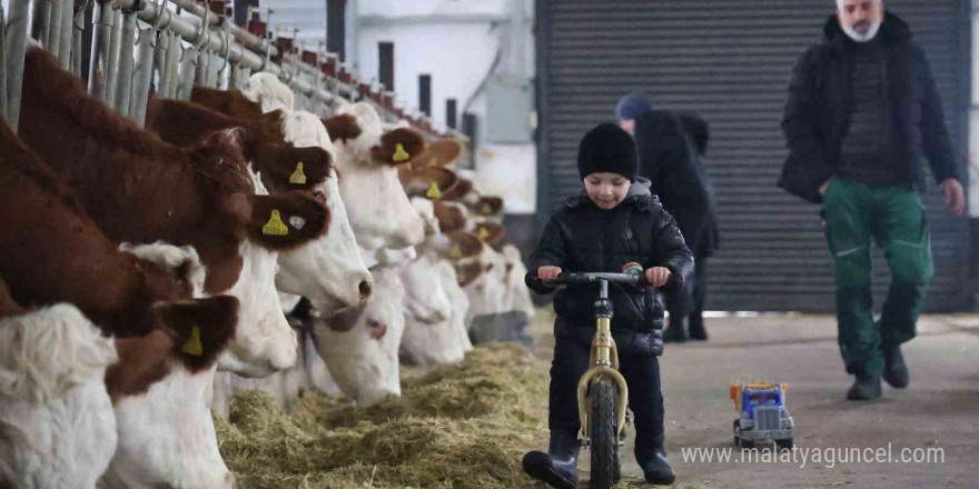 TKDK’dan aldığı destekle ülkesine dönüp çiftlik kurdu, 432 ton süt üretiyor