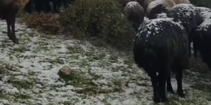 Tokat’ta dolu yağışı yaylayı beyaza bürüdü