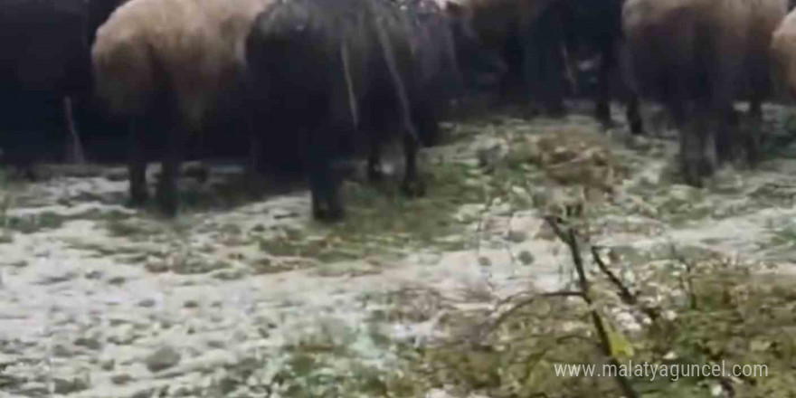 Tokat’ta dolu yağışı yaylayı beyaza bürüdü