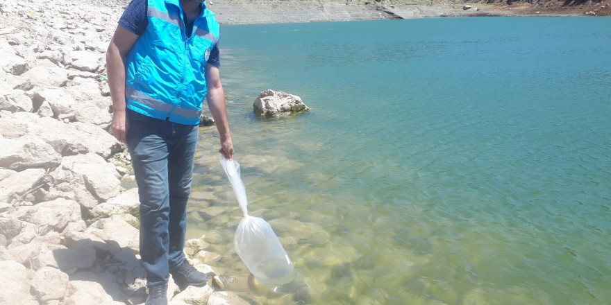 Tokat’ta göletler pullu sazanla canlanacak