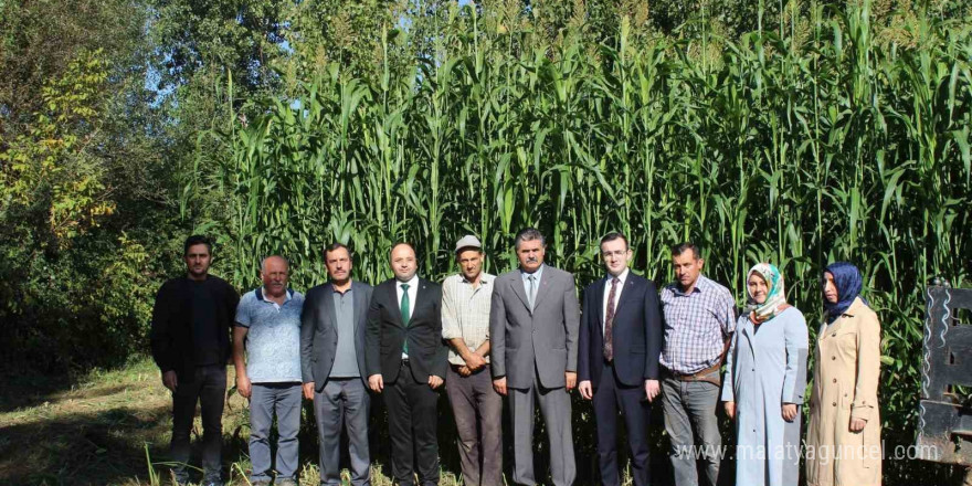 Tokat’ta ilk kez ekilen sorgum sudan otu melezi ekonomiye katkı sağlayacak