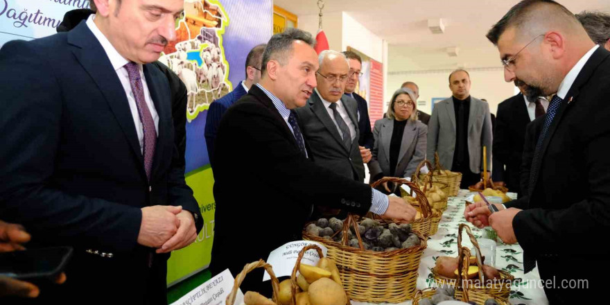 Tokat’ta milli patates çeşitleriyle yerel tarım güçleniyor