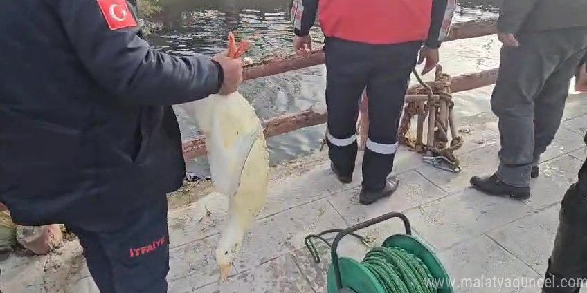 Tokat’ta nehirde mahsur kalan ördeği Amasyalı itfaiyeciler kurtardı