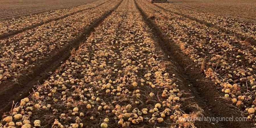 Tomarza’da patates hasadı tüm hızıyla devam ediyor