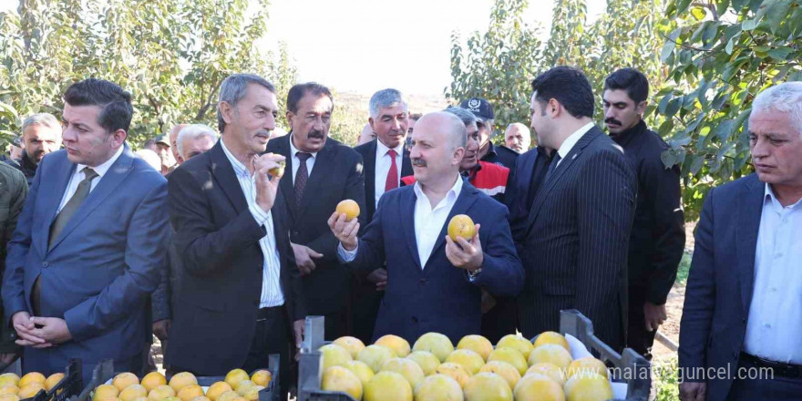 Trabzon hurmasının hasadı başladı