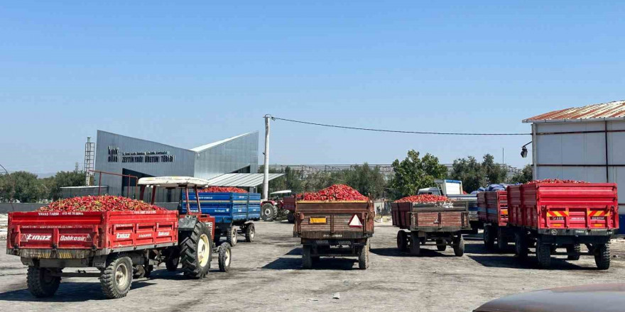 Tüccar alımı durdurdu tonlarca biber elde kaldı