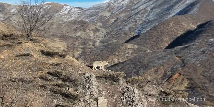 Tunceli Munzur Vadisi’nde yiyecek arayan kurt dron ile görüntülendi