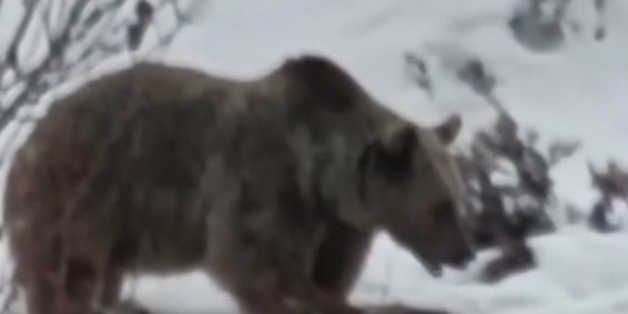 Tunceli’de ayı kış uykusu öncesi karnını doyururken görüntülendi