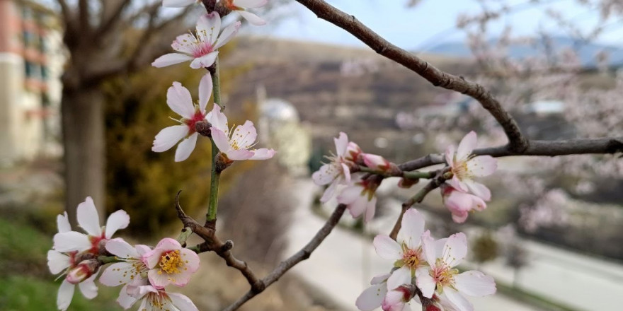 Tunceli’de badem ağaçları çiçek açtı, üretici tedirgin