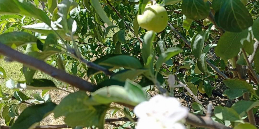 Tunceli’de elma ağacı, üzerinde meyve varken aynı zamanda çiçek açtı