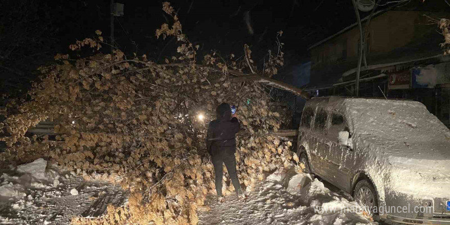 Tunceli’de fırtına, ağaçları devirdi