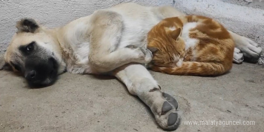 Tunceli’de kedi ve köpeklerin sevimliği dostluğu