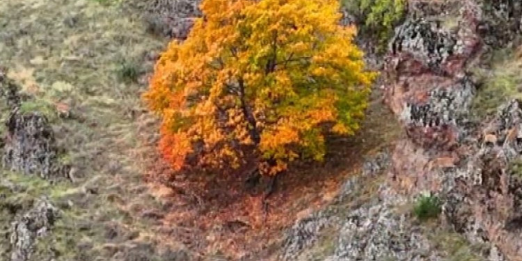 Tunceli’de, koruma altındaki yaban keçileri ile ayı dron kamerasında