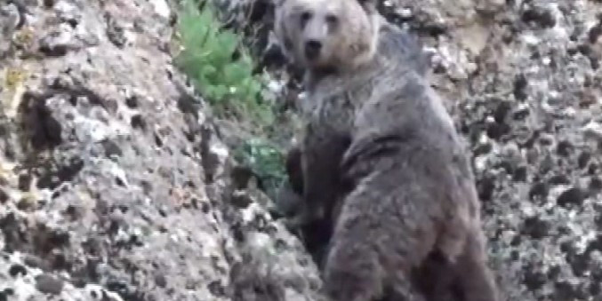 Tunceli’de, koruma altındaki yaban keçileri ile ayı dron kamerasında