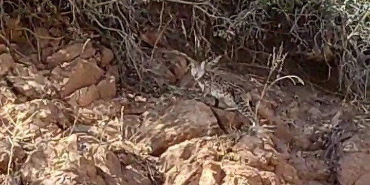 Tunceli’de nesli tükenme tehlikesi altında bulunan vaşak görüntülendi