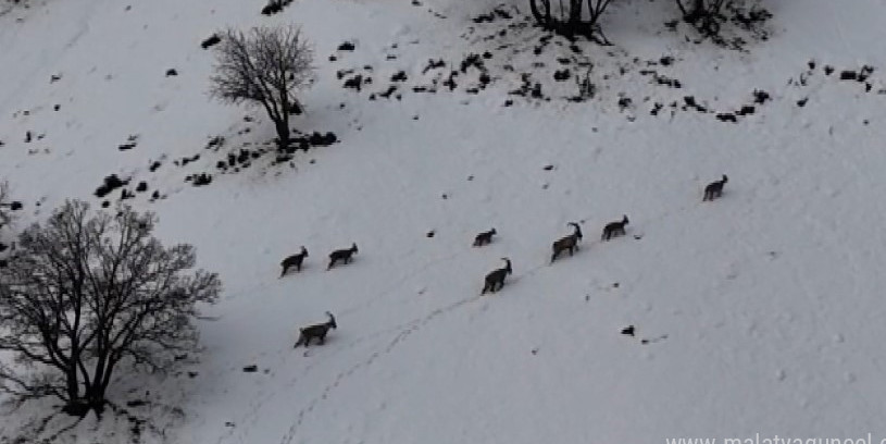 Tunceli’de vadilere inen yaban keçileri görüntülendi