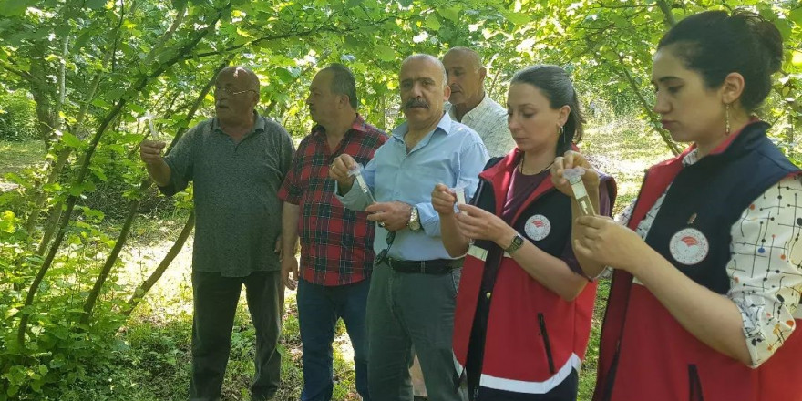 Türkeli’de samuray arısı doğaya salındı