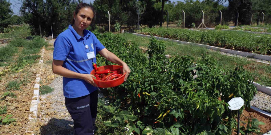 Türkiye’nin 81 iline ücretsiz dağıtılacak yerel tohum hazırlığı başladı