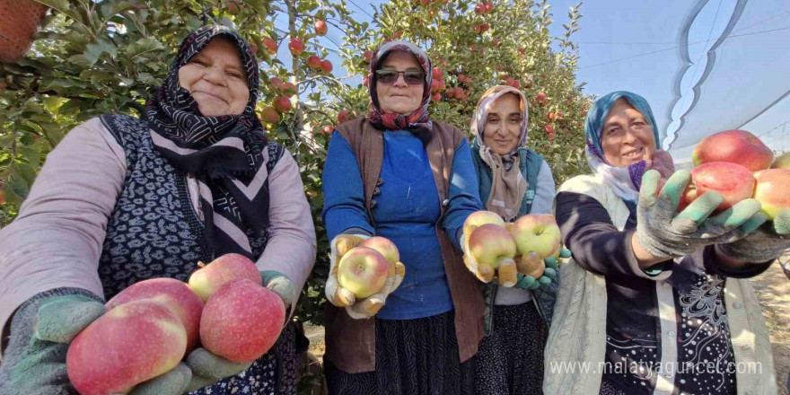 Türkiye’nin elma deposunda son hasat yapılıyor