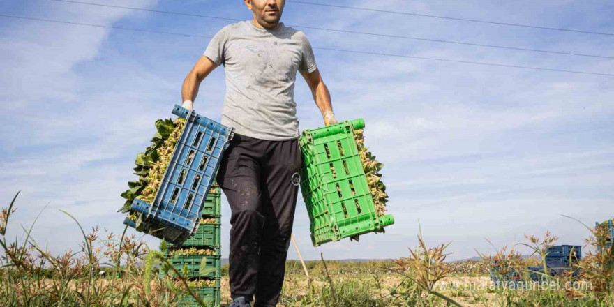 Türkiye’nin ıspanak deposunda hasat heyecanı