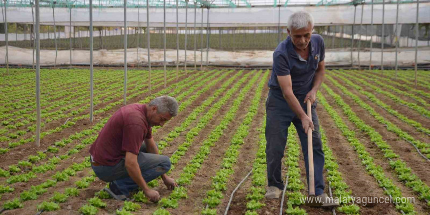 Türkiye’nin marul ihtiyacının 5’te 1’i ’Marmara’nın küçük Antalya’sından karşılanıyor